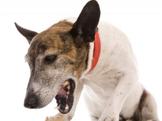 TOS DE LAS PERRERAS, BORDETELLA, TRAQUEOBRONQUITIS INFECCIOSA CANINA, COMPLEJO RESPIRATORIO CANINO