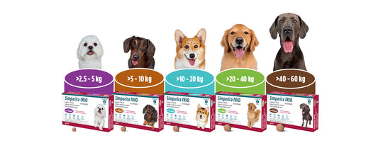 Simparica TRIO 10 - 20KG 1 tableta.