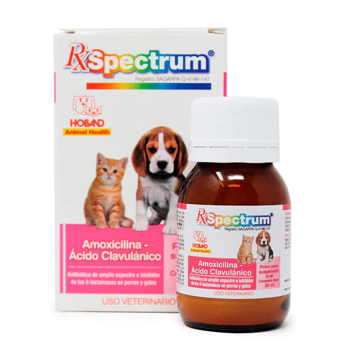 RX SPECTRUM AMOXICILINA- ACIDO CLAVULANICO